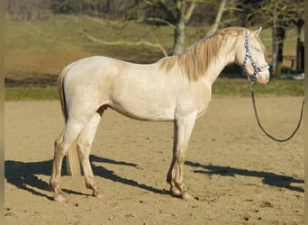 Belgijski koń gorącokrwisty, Ogier, 3 lat, 157 cm, Perlino