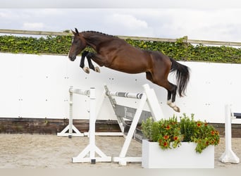 Belgijski koń gorącokrwisty, Ogier, 3 lat, 160 cm, Ciemnogniada