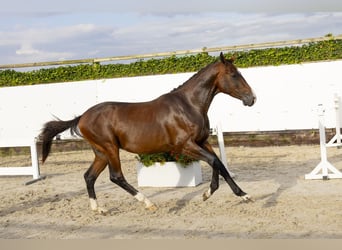 Belgijski koń gorącokrwisty, Ogier, 3 lat, 160 cm, Ciemnogniada