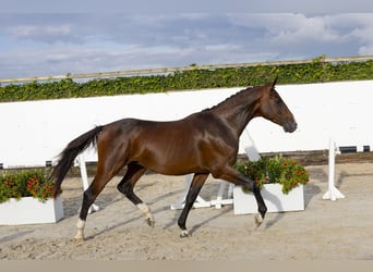 Belgijski koń gorącokrwisty, Ogier, 3 lat, 160 cm, Ciemnogniada