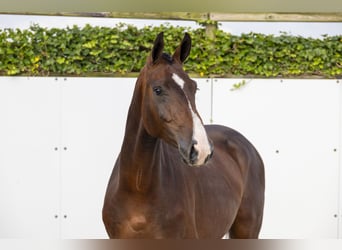 Belgijski koń gorącokrwisty, Ogier, 3 lat, 160 cm, Ciemnogniada