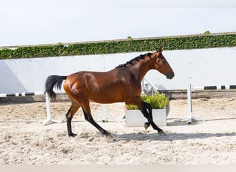 Belgijski koń gorącokrwisty, Ogier, 3 lat, 161 cm, Formy Brown Falb