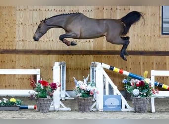 Belgijski koń gorącokrwisty, Ogier, 3 lat, 162 cm, Gniada