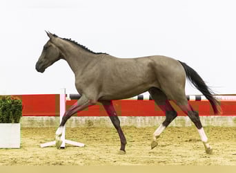 Belgijski koń gorącokrwisty, Ogier, 3 lat, 162 cm