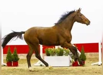 Belgijski koń gorącokrwisty, Ogier, 3 lat, 163 cm, Gniada