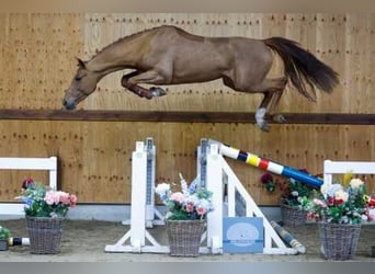 Belgijski koń gorącokrwisty, Ogier, 3 lat, 164 cm, Ciemnokasztanowata