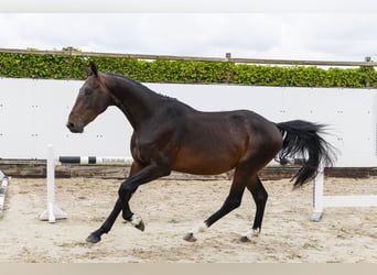 Belgijski koń gorącokrwisty, Ogier, 3 lat, 164 cm, Gniada