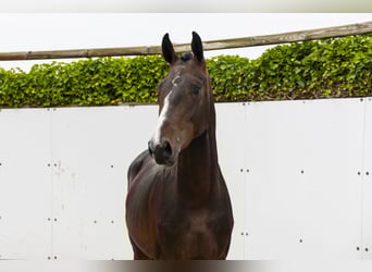 Belgijski koń gorącokrwisty, Ogier, 3 lat, 164 cm, Gniada