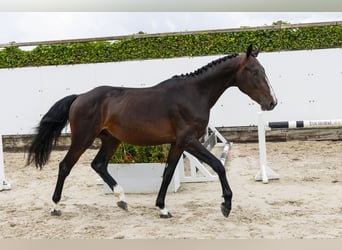 Belgijski koń gorącokrwisty, Ogier, 3 lat, 164 cm, Gniada