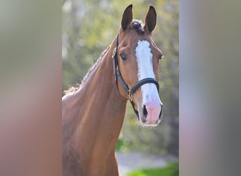 Belgijski koń gorącokrwisty, Ogier, 3 lat, 166 cm, Gniada