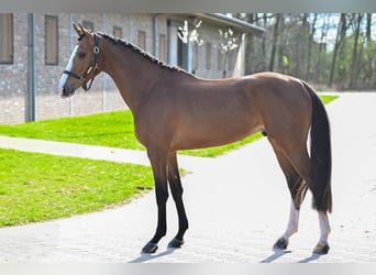 Belgijski koń gorącokrwisty, Ogier, 3 lat, 166 cm, Gniada