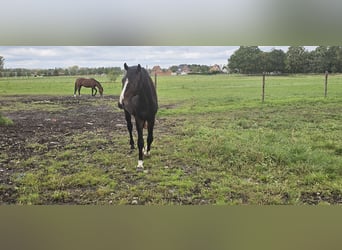 Belgijski koń gorącokrwisty, Ogier, 3 lat, 167 cm, Ciemnogniada