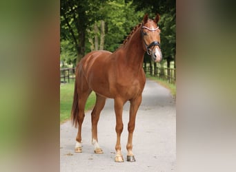 Belgijski koń gorącokrwisty, Ogier, 3 lat, 167 cm