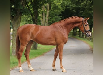 Belgijski koń gorącokrwisty, Ogier, 3 lat, 167 cm