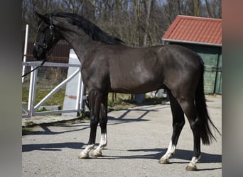 Belgijski koń gorącokrwisty, Ogier, 3 lat, 168 cm, Kara