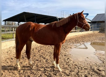 Belgijski koń gorącokrwisty, Ogier, 3 lat, 168 cm, Kasztanowata