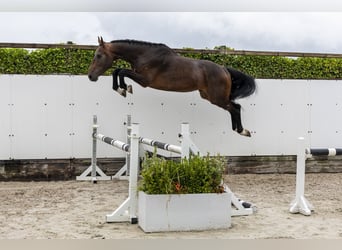 Belgijski koń gorącokrwisty, Ogier, 3 lat, 169 cm, Gniada
