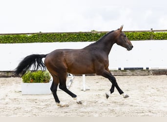 Belgijski koń gorącokrwisty, Ogier, 3 lat, 169 cm, Gniada