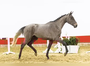 Belgijski koń gorącokrwisty, Ogier, 3 lat, 169 cm