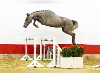 Belgijski koń gorącokrwisty, Ogier, 3 lat, 169 cm