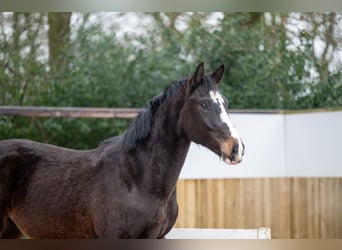 Belgijski koń gorącokrwisty, Ogier, 3 lat, 170 cm, Ciemnogniada