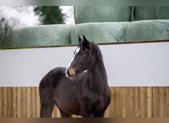 Belgijski koń gorącokrwisty, Ogier, 3 lat, 170 cm, Ciemnogniada