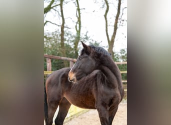 Belgijski koń gorącokrwisty, Ogier, 3 lat, 170 cm, Ciemnogniada