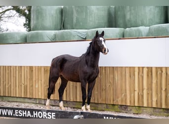 Belgijski koń gorącokrwisty, Ogier, 3 lat, 170 cm, Ciemnogniada