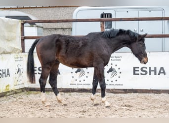 Belgijski koń gorącokrwisty, Ogier, 3 lat, 170 cm, Ciemnogniada