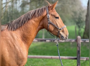 Belgijski koń gorącokrwisty, Ogier, 3 lat, 170 cm, Kasztanowata