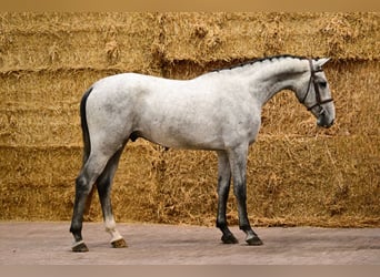 Belgijski koń gorącokrwisty, Ogier, 3 lat, 170 cm