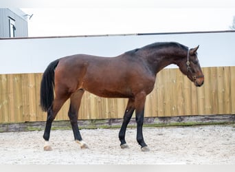 Belgijski koń gorącokrwisty, Ogier, 3 lat, 172 cm, Gniada