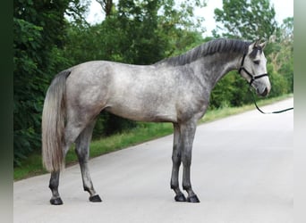 Belgijski koń gorącokrwisty, Ogier, 3 lat, 172 cm, Siwa jabłkowita