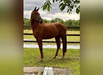 Belgijski koń gorącokrwisty, Ogier, 3 lat, 174 cm, Kasztanowata