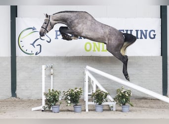 Belgijski koń gorącokrwisty, Ogier, 3 lat, 175 cm