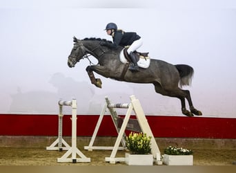Belgijski koń gorącokrwisty, Ogier, 4 lat, 161 cm, Siwa