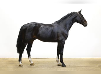 Belgijski koń gorącokrwisty, Ogier, 4 lat, 167 cm, Ciemnogniada