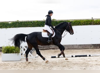 Belgijski koń gorącokrwisty, Ogier, 4 lat, 167 cm, Ciemnogniada