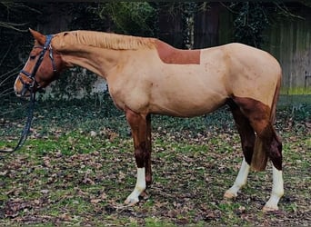 Belgijski koń gorącokrwisty, Ogier, 4 lat, 168 cm, Kasztanowata