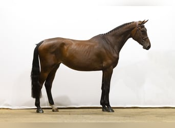 Belgijski koń gorącokrwisty, Ogier, 4 lat, 174 cm, Gniada