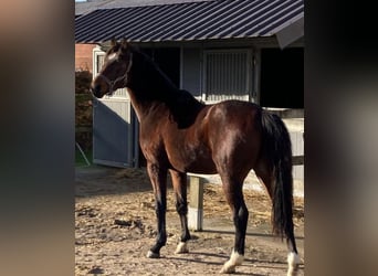Belgijski koń gorącokrwisty, Ogier, 4 lat, Gniada