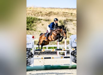 Belgijski koń gorącokrwisty, Ogier, 5 lat, 168 cm, Gniada