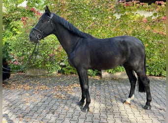 Belgijski koń gorącokrwisty, Ogier, 5 lat, 170 cm, Ciemnogniada