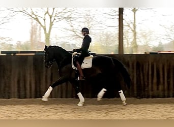 Belgijski koń gorącokrwisty, Ogier, 5 lat, 170 cm, Skarogniada