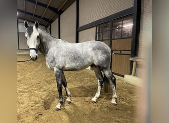 Belgijski koń gorącokrwisty, Ogier, 5 lat, 172 cm, Siwa