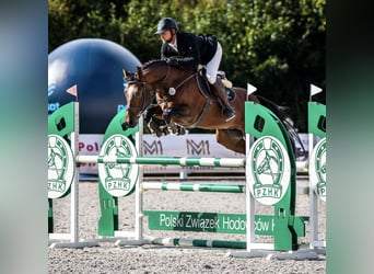 Belgijski koń gorącokrwisty, Ogier, 6 lat, 167 cm, Gniada