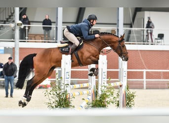 Belgijski koń gorącokrwisty, Ogier, 6 lat, 167 cm, Gniada
