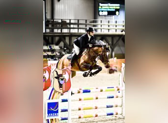 Belgijski koń gorącokrwisty, Ogier, 6 lat, 167 cm, Gniada