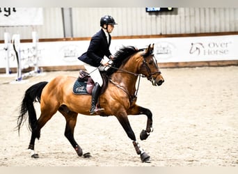 Belgijski koń gorącokrwisty, Ogier, 6 lat, 167 cm, Gniada