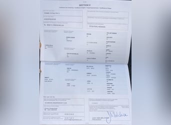 Belgijski koń gorącokrwisty, Ogier, 8 lat, 165 cm, Ciemnogniada